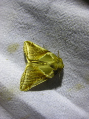 Habrosyne pyritoides