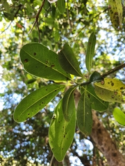 Sideroxylon inerme inerme