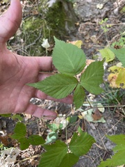 Rubus canadensis