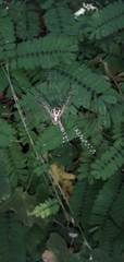 Argiope anasuja