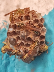 Mischocyttarus basimacula