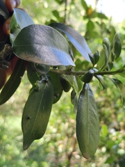 Sideroxylon inerme inerme
