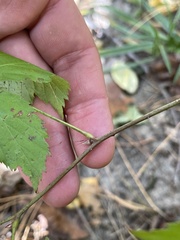 Rubus canadensis