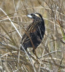 Leistes superciliaris