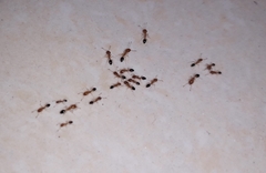 Trichomyrmex destructor