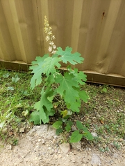 Macleaya