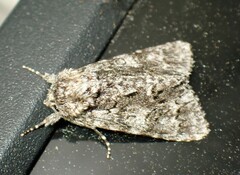 Acronicta impressa