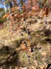 Aureolaria pedicularia