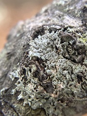 Hyperphyscia syncolla