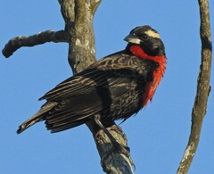 Leistes superciliaris