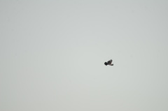 Stephanoaetus coronatus