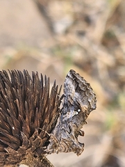 Plusiini