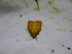 Miltochrista miniata