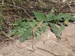 Podarcis siculus