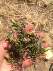 Senecio pinnatilobatus