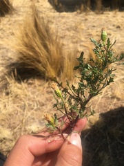 Senecio pinnatilobatus