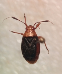 Capsus ater