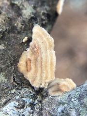 Trametes villosa