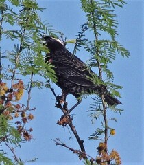 Leistes superciliaris