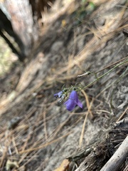 Campanula intercedens