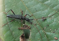 Disteniidae