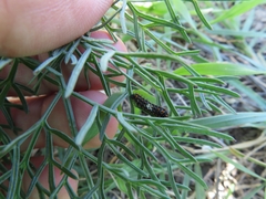 Papilio machaon