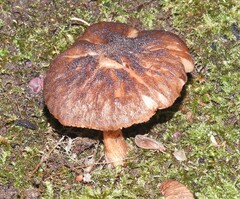 Pluteus umbrosus
