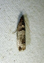 Notocelia culminana