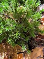 Polytrichum pallidisetum