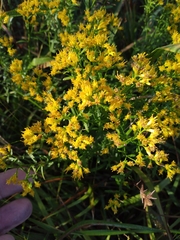 Euthamia leptocephala