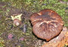 Pluteus umbrosus