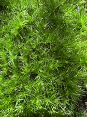 Polytrichum pallidisetum