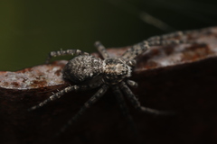 Philodromus margaritatus