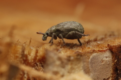 Romualdius scaber