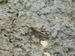 Eyprepocnemis plorans