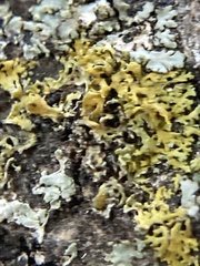 Xanthomendoza weberi