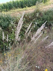 Muhlenbergia lindheimeri