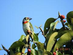 Psilopogon haemacephalus