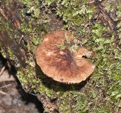 Pluteus umbrosus