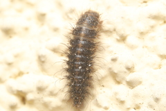 Dermestes