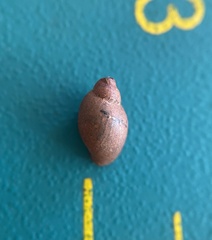 Physa