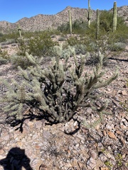Cylindropuntia acanthocarpa acanthocarpa