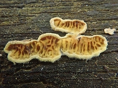 Pseudomerulius curtisii