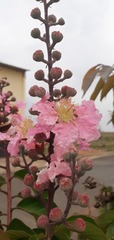 Lagerstroemia