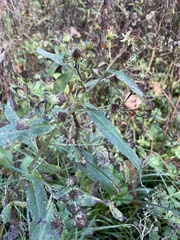 Symphyotrichum puniceum