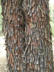 Cupressus bakeri