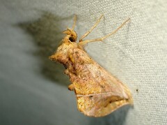 Pseudeva purpurigera