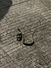 Trimeresurus albolabris