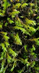 Cinclidotus fontinaloides