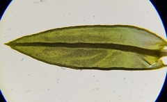 Cinclidotus fontinaloides